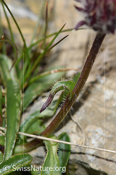 Photo: Erigeron uniflorus. Stem and Stem leaf.