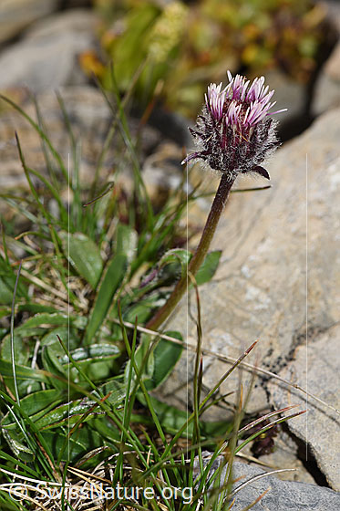 Foto: Einköpfiges Berufkraut (Erigeron uniflorus). Ganze Pflanze (Habitus).