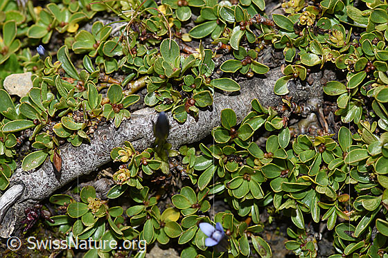 Foto: Stumpfblättrige Weide (Salix retusa). Ast (ev. Wurzel), Blätter und Blüten. 