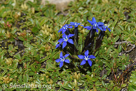 Photo: Gentiana nivalis. Whole plant (habiti).