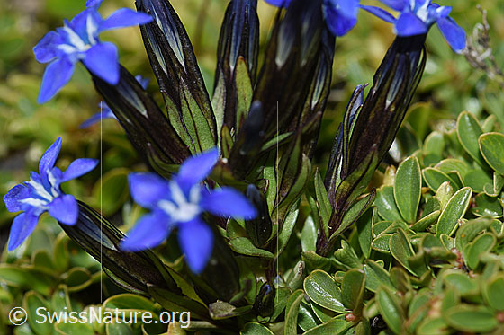 Photo: Gentiana nivalis. Calyx and leaves.