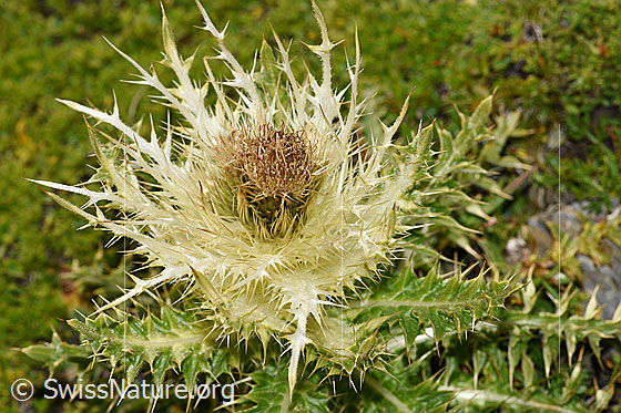 Foto: Alpen-Kratzdistel (Cirsium spinosissimum). Blüte und Blätter.