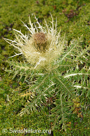 Foto: Alpen-Kratzdistel (Cirsium spinosissimum). Ganze Pflanze (Habitus).
