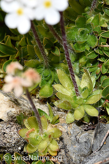 Photo: Androsace chamaejasme. Stem and leaf rosette.
