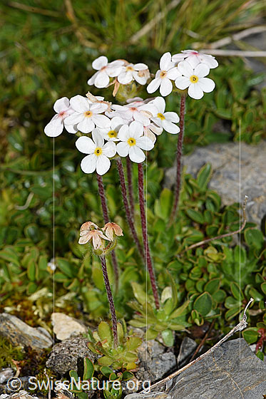 Foto: Bewimperter Mannsschild (Androsace chamaejasme). Ganze Pflanze (Habitus).