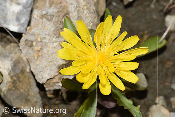 Foto: Berg-Milchkraut (Leontodon montanus). Blüten.