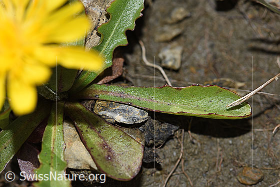 Foto: Berg-Milchkraut (Leontodon montanus). Blätter.