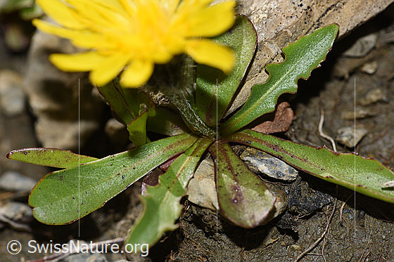 Foto: Berg-Milchkraut (Leontodon montanus). Stängel und Blätter.