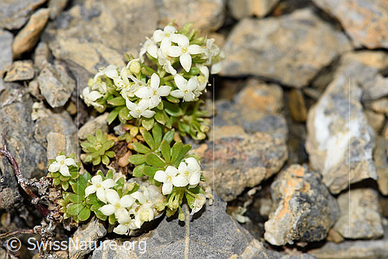 Foto: Schweizer Labkraut (Galium megalospermum). Ganze Pflanze (Habitus).