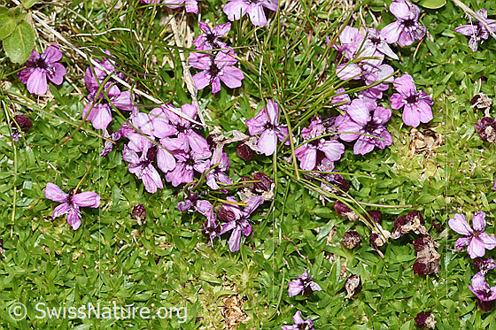 Foto: Kalk-Polsternelke (Silene acaulis). Blüten und Blätter.