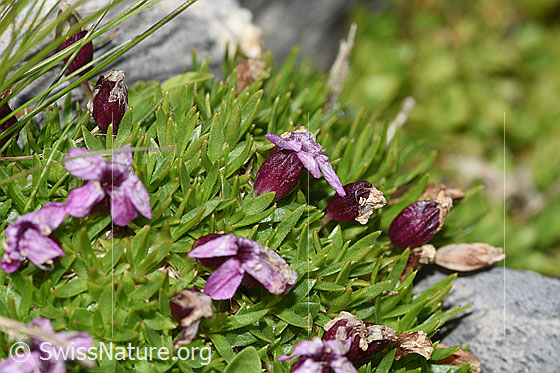 Foto: Kalk-Polsternelke (Silene acaulis). Blüten. Ansicht von der Seite.