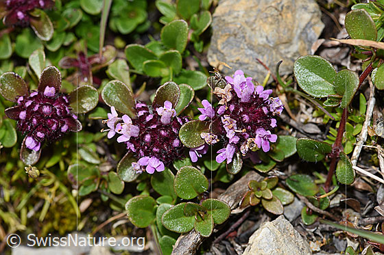 Foto: Vielhaariger Thymian (Thymus polytrichus). Ganze Pflanze (Habitus).