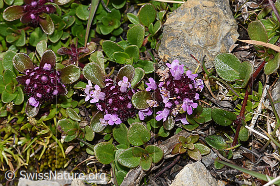 Photo: Thymus polytrichus. Whole plant (habiti).