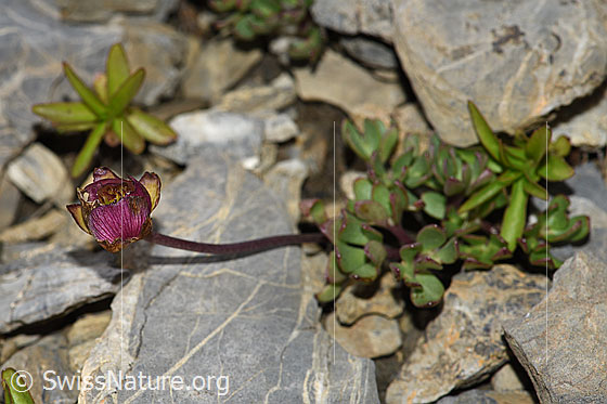 Foto: Wahrscheinlich Gletscher-Hahnenfuss (Ranunculus glacialis). Blüte kurz vor dem Verblühen.