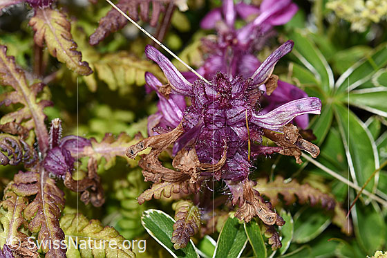 Foto: Quirlblättriges Läusekraut (Pedicularis verticillata). Blüte kurz vor dem Verblühen.