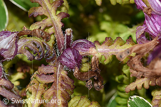 Foto: Quirlblättriges Läusekraut (Pedicularis verticillata). Blätter, Stängel und ansatzweise ausgebildete Frucht.