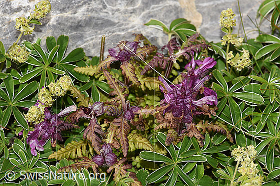 Foto: Quirlblättriges Läusekraut (Pedicularis verticillata). Ganze Pflanze (Habitus). Umgeben mit Blättern des glänzenden Silbermantels (Alchemilla nitida).