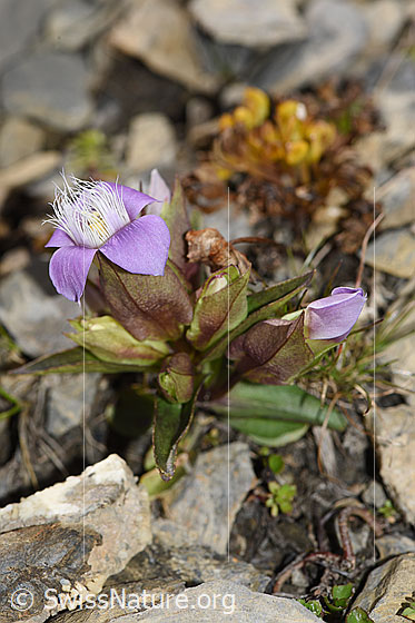 Foto: Feld-Enzian (Gentiana campestris). Ganze Pflanze (Habitus)