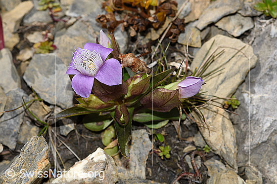 Foto: Feld-Enzian (Gentiana campestris). Ganze Pflanze (Habitus).