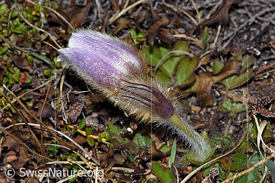 Photo: Pulsatilla vernalis. Whole plant (habiti).