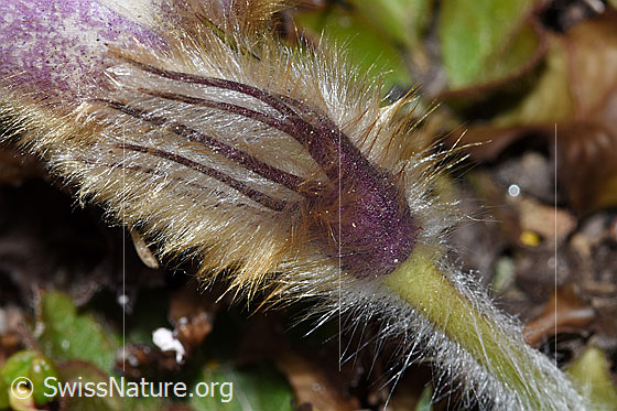 Photo: Pulsatilla vernalis. Blossom and stem. Detail.