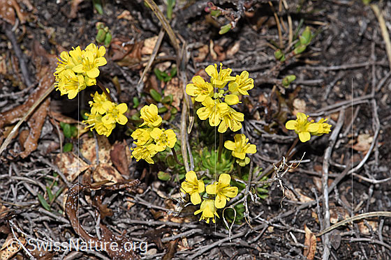 Photo: Draba hoppeana. Whole plant (habiti).