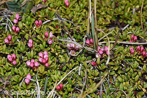 Photo: Loiseleuria procumbens. Whole plant (habiti). Blossoms closed.