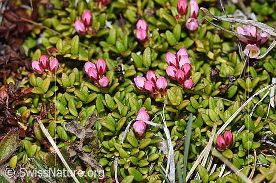 Photo: Loiseleuria procumbens. Leaves and closede blossoms.