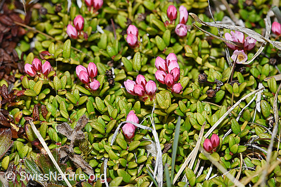 Photo: Loiseleuria procumbens. Leaves and closede blossoms.