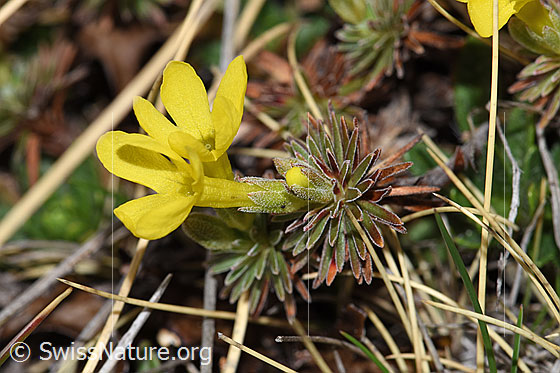 Photo: Androsace vitaliana. Whole plant (habiti).