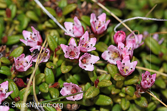 Photo: Loiseleuria procumbens. Opened blossoms.