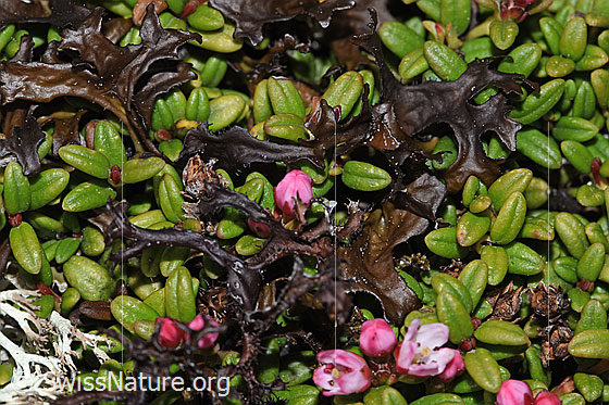 Photo: Cetraria islandica on Loiseleuria procumbens