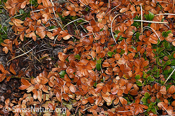 Foto: Immergrüne Bärentraube (Arctostaphylos uva-ursi). Die Blätter wurden wahrscheinlich im schneearmen Winter nicht mit Schnee bedeckt und waren deshalb dem Frost ausgesetzt.