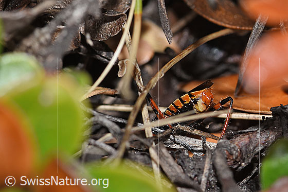 Photo: Probably Rhynocoris annulatus. Length 12 - 14.8mm. View from behind.