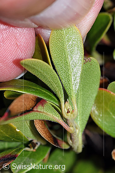 Foto: Immergrüne Bärentraube (Arctostaphylos uva-ursi). Blattunterseite.