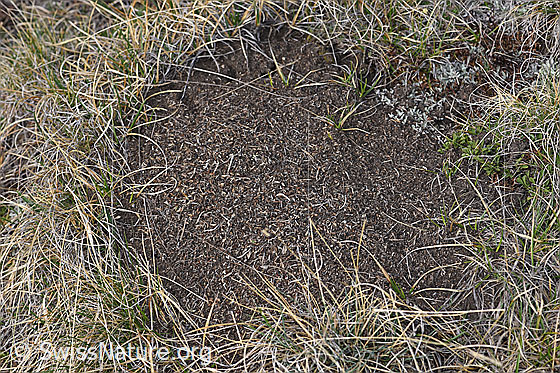 Foto: Wahrscheinlich Grosse Kerbameise (Formica exsecta). Länge 4 - 7.5mm. Ameisenhaufen/Ameisennest. Ansicht von oben.