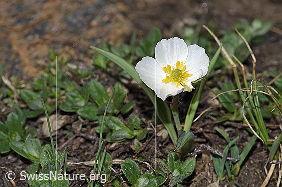 Foto: Pyrenäen-Hahnenfuss (Ranunculus kuepferi). Blüte und Blätter.