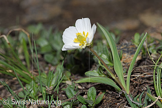 Foto: Pyrenäen-Hahnenfuss (Ranunculus kuepferi). Ganze Pflanze (Habitus).