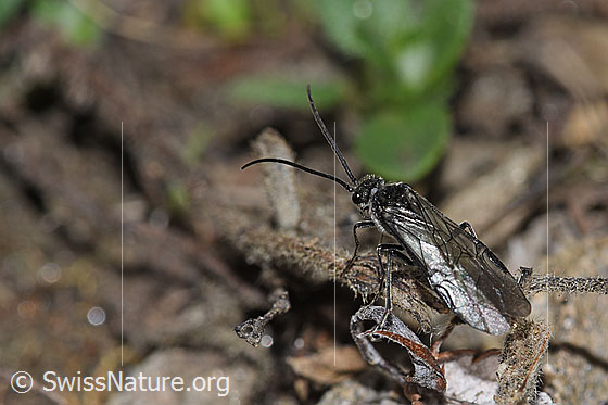 Photo: Dolerus nitens. Length 9mm. View from diagonally above.