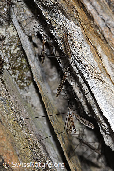 Schnake der Gattung Tipula