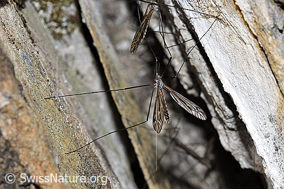 Photo: Snake of the genus Tipula. View from above.