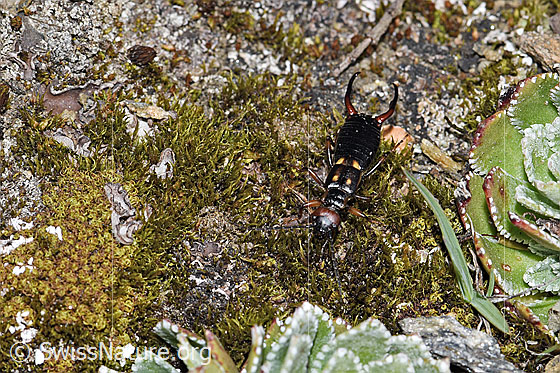Foto: Zweipunkt-Ohrwurm (Anechura bipunctata).
