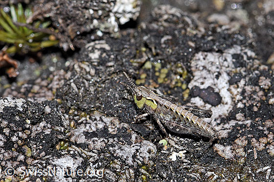 Foto: Nordische Gebirgsschrecke (Bohemanella frigida). Nymphenstadium 2. Ansicht von der Seite.