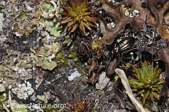 Photo: Pterostichus burmeisteri. Length 14mm. View from above.
