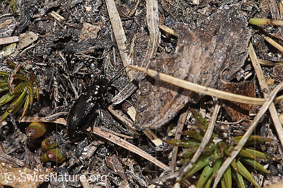 Photo: Pterostichus burmeisteri. Length 14mm. View from diagonally above.