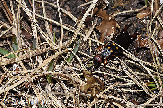 Foto: Zweipunkt-Ohrwurm (Anechura bipunctata). Ansicht von vorne oben.
