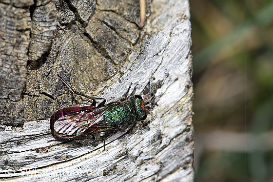 Photo: Probably Chrysura hirsuta (Golden wasp). Length 9mm. View from above.
