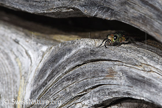 Photo: Probably Chrysura hirsuta (Golden wasp). Length 9mm. View diagonally from the front.