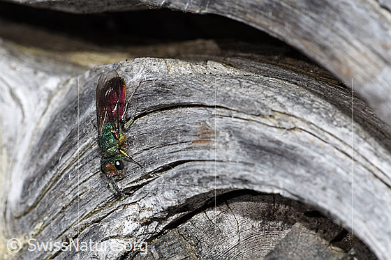 Photo: Probably Chrysura hirsuta (Golden wasp). Length 9mm. View from the front oben.