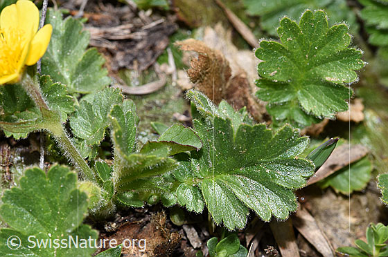 Foto: Gemeine Berg-Nelkenwurz (Geum montanum). Stängel und Blätter.